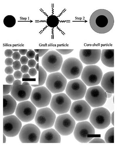 Monodisperse SilicaPolymer CoreShell Microspheres Via Surface