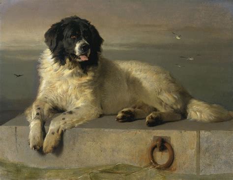 Landseer Dog (Landseer Newfoundland) Info, Temperament, Puppies, Pictures