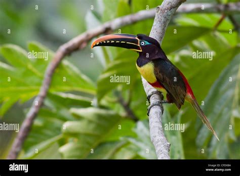 Chestnut Eared Aracari Chestnut Eared Araçari