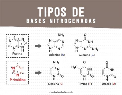 Dna E Rna Base Nitrogenada Word Search Puzzle Bullet Journal Words