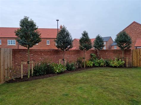 Mature trees bring garden to life - Wykeham Mature Plants