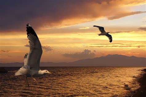 I Gabbiani Del Mare Di Tramonto E Di Volo Fotografia Stock Immagine