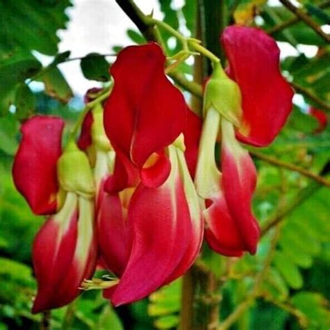 Green View Red Bok Phool Or Heron Flower Plant Agathi Cheeraspinach