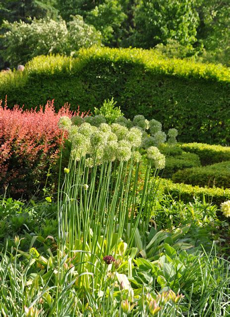 Three Dogs in a Garden: Alliums