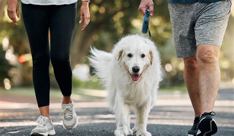 how to strengthen a dogs back legs