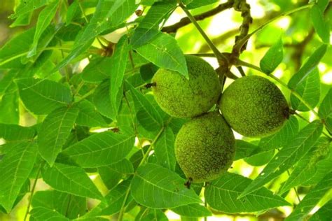 6 Common Nut Trees In Pennsylvania Photos Identification Regional