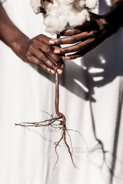 Roots (Archival Signed Limited Edition) | Greg Davis Photography