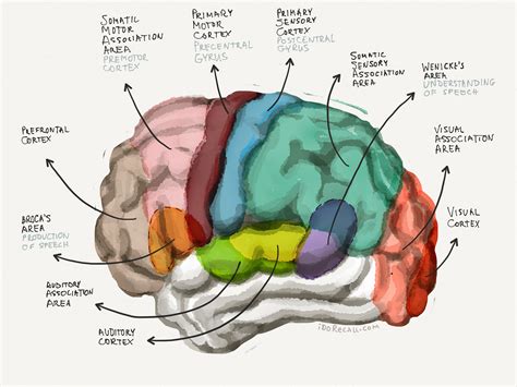 Memory Brain