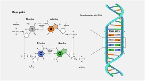 What is the Full Form of DNA? - Deoxyribonucleic Acid