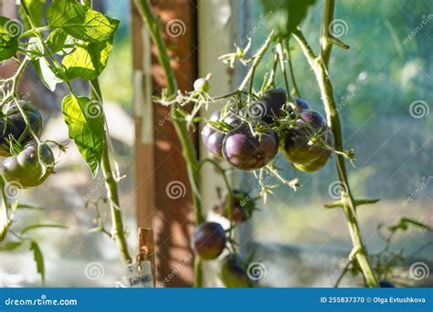 Amadurece Uma Variedade De Tomate Preto Numa Planta Em Estufa Foto De