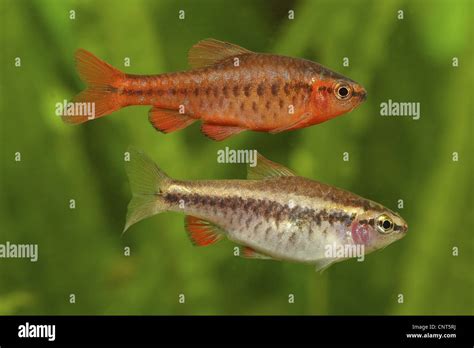 Cherry Barb Fish