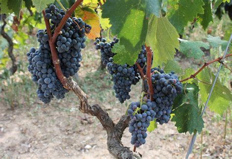 Malvasia - Piemonte Land of Wine