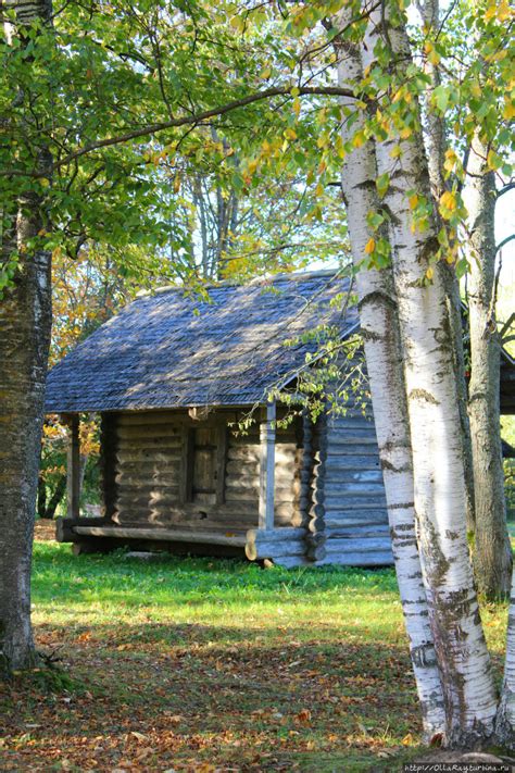 Береза у дома (71 фото) » НА ДАЧЕ ФОТО