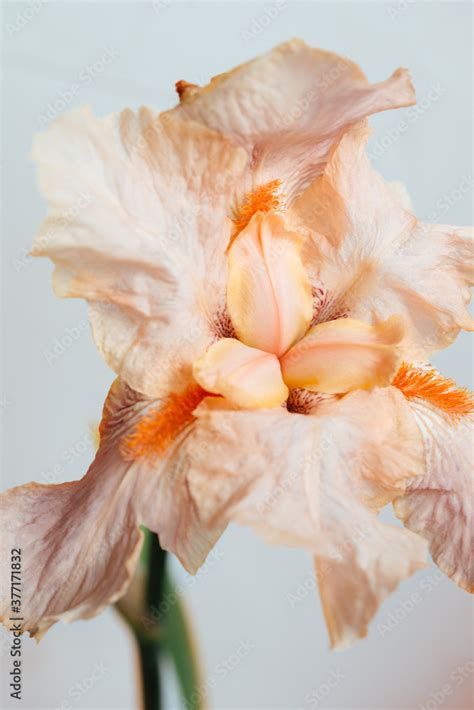 Beatiful Macro Photo Of An Iris Flower Nude Beige Yellow Color Shot On Sunlight With White