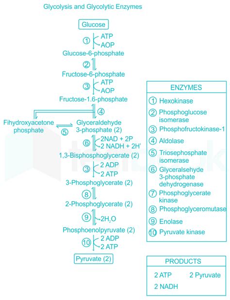 Glycolysis MCQ [Free PDF] - Objective Question Answer for Glycolysis ...