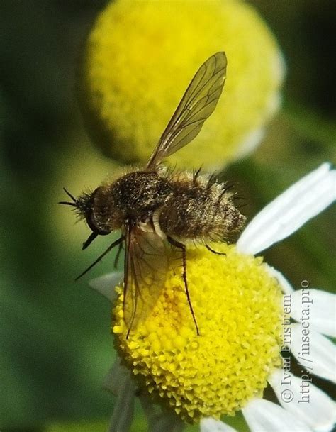 Photo 51164 Bombyliidae Sp