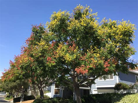 Chinese Lantern Tree – Santa Barbara Beautiful