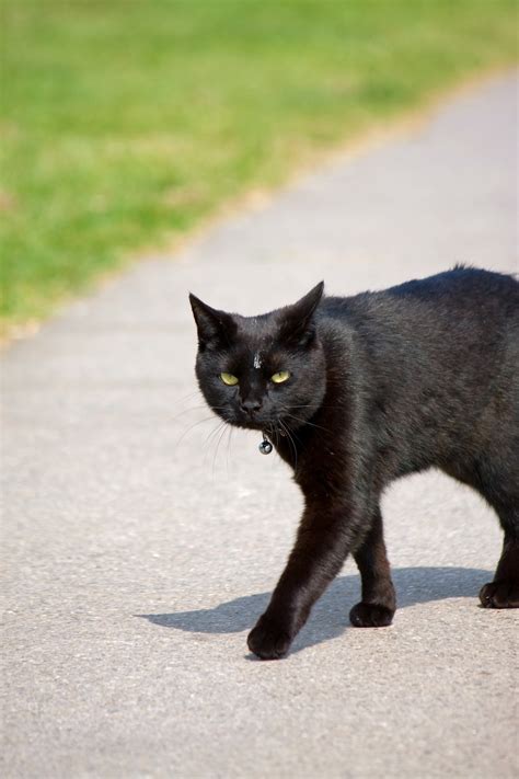 Black Cat Free Stock Photo Public Domain Pictures