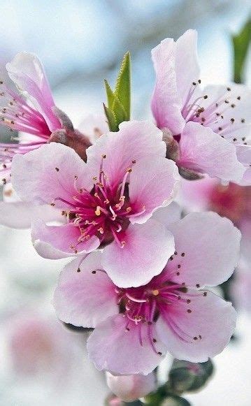 Pin di Carmelita Peixoto su Papéis de parede Foto di fiori Immagini