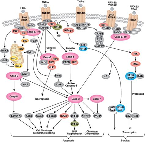 Cell Death Resources Cell Signaling Technology