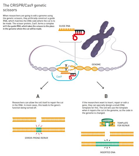 Nobel Prize In Chemistry Awarded To Crispr Cas Gene Editing