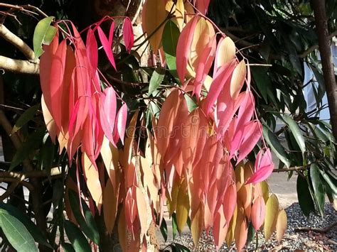 Nature . Na Tree. Srilankan National Tree. Tender Leaves are Red in ...