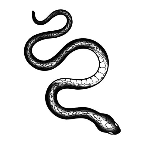 Gambar Ular Hitam Putih Phillip Snyder