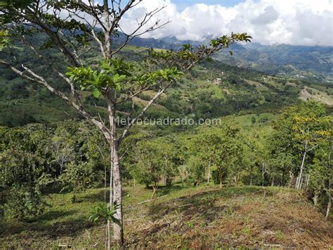 Venta De Lote O Casalote En Vereda Rio Dulce Villeta Mc