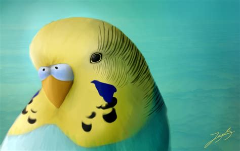 Wie zeichne ich meinen Welli digital? - Wellensittich-Blog Welli.net ...