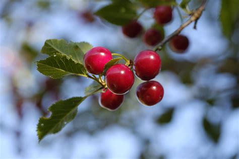 freshness, pome fruit, healthy eating, cherry tree, stone fruit, growth