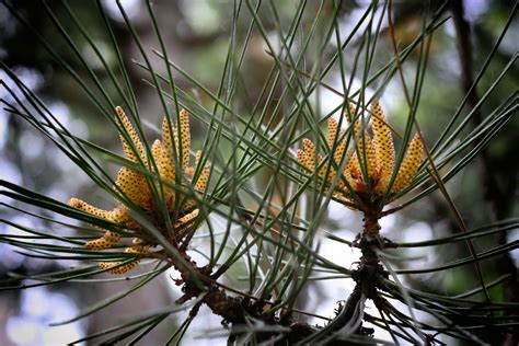 flowering pine tree