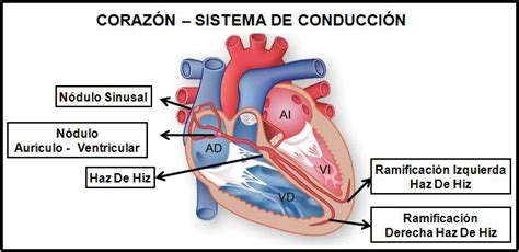 Cardio Sistema De Conduccion Imagenes Sistema De Conduccion