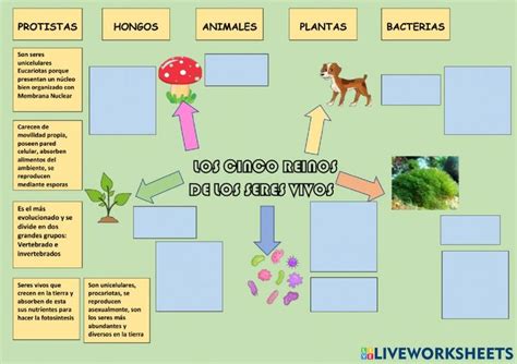 Ficha De Los Reinos De Los Seres Vivos En Fichas Ci Nbkomputer