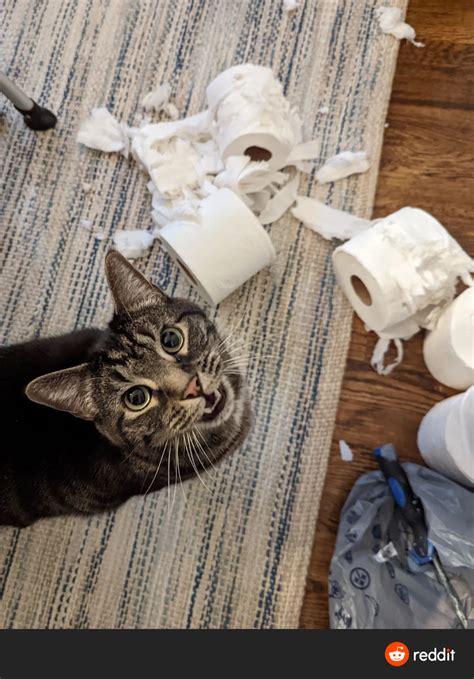 Nevermind The Cat Look At The Tp Rbeavisandbutthead