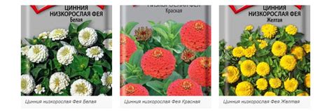 Цинния - посадка и уход