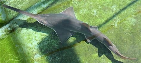 Australian endangered species: Largetooth Sawfish