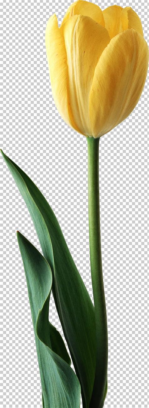 Tulip Cut Flowers Red Yellow PNG Clipart Arum Blue Bud Calas