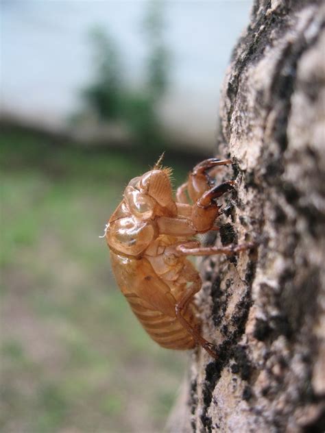 Цикады: 17 лет под землей: masterok — LiveJournal