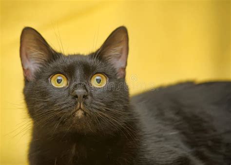 Gato Preto De Olhos Amarelos - Gato Preto Com Olhos Amarelos Foto de Stock - Imagem de gatinho, pele ...