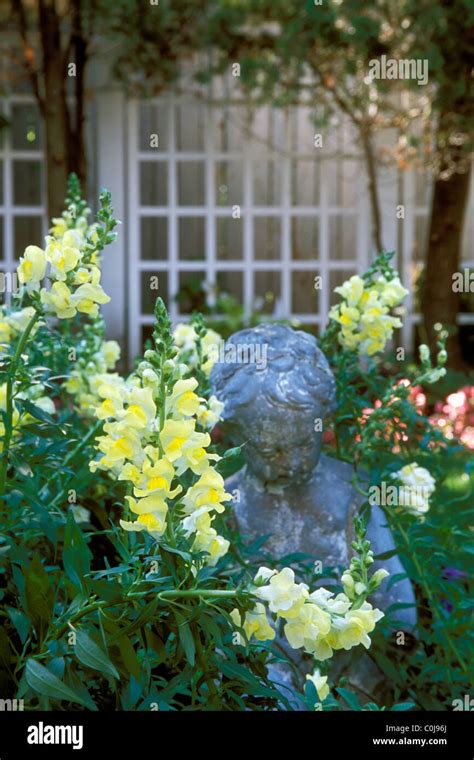 YELLOW AND WHITE SNAPDRAGONS SURROUND 1920 S STATUE IN A MINNESOTA HOME