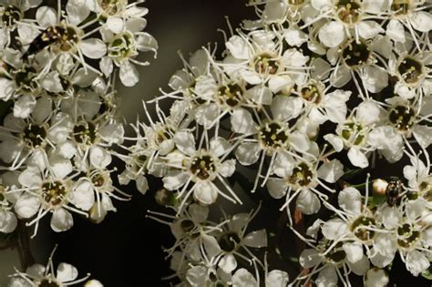 Kunzea Leptospermoides Yarra Burgan Westgate Biodiversity Bili