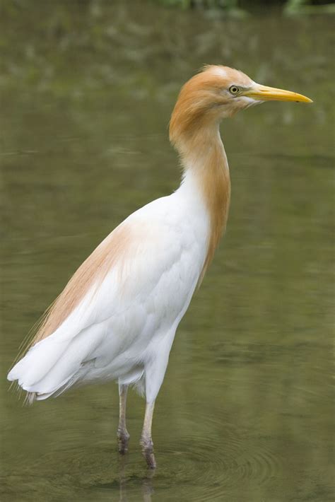 Photos of Herons, bitterns and egrets Ardeidae