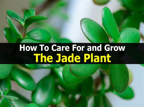 How To Care For A Jade Plant