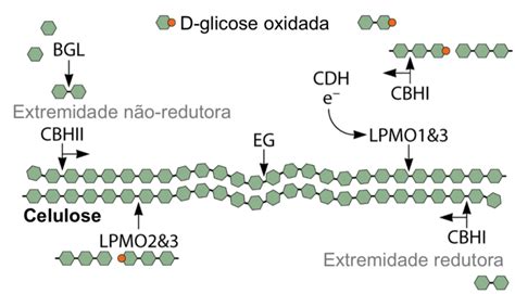 Esquema de degradação da celulose a partir da ação das enzimas ...