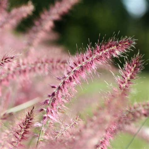 Клубни Пеннисетум МастерСад купить по выгодной цене в интернет-магазине ...