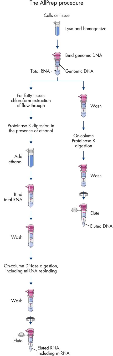 AllPrep DNA RNA MiRNA Universal Kit