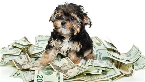 What Is A Cash Dog