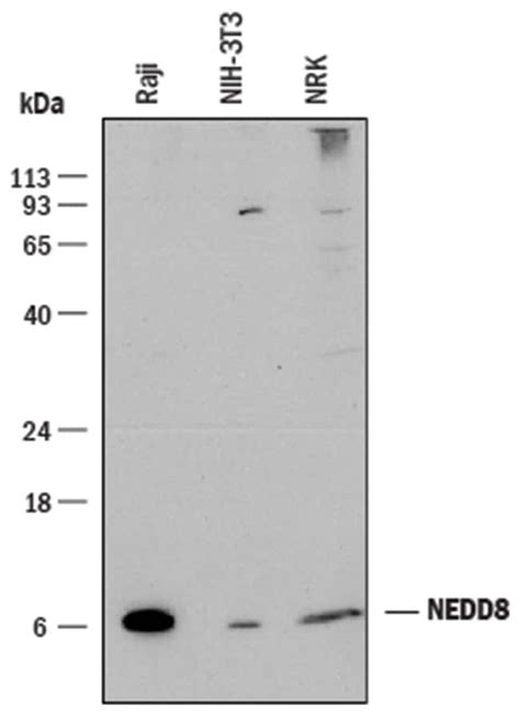 NEDD8 Rat anti Human Mouse Rat Clone 866916 R D Systems 100μg