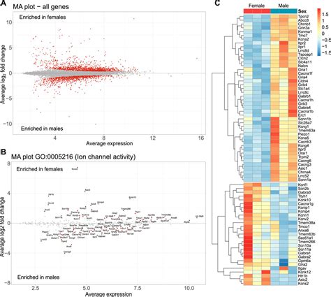 Frontiers Sex Differences In Pituitary Corticotroph Excitability