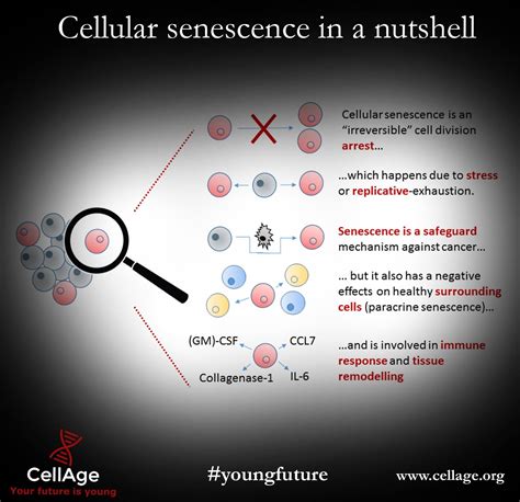 senescent cells explained   nutshell   great infographic